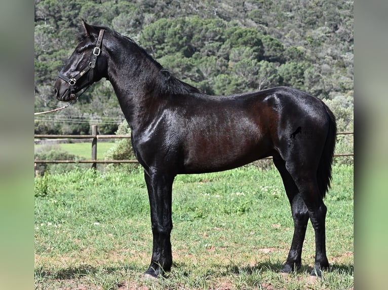 Menorquiner Hengst 2 Jahre 159 cm Rappe in Menorca