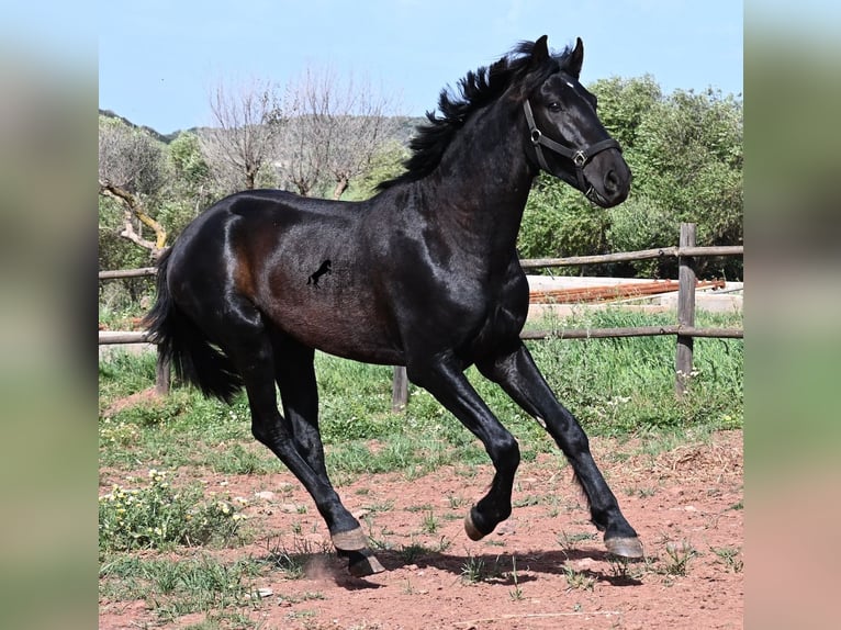 Menorquiner Hengst 2 Jahre 159 cm Rappe in Menorca