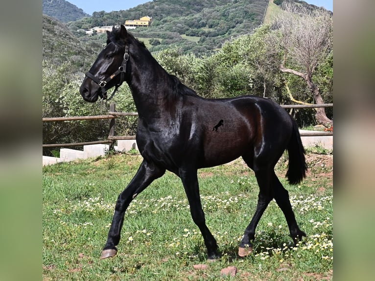 Menorquiner Hengst 2 Jahre 159 cm Rappe in Menorca