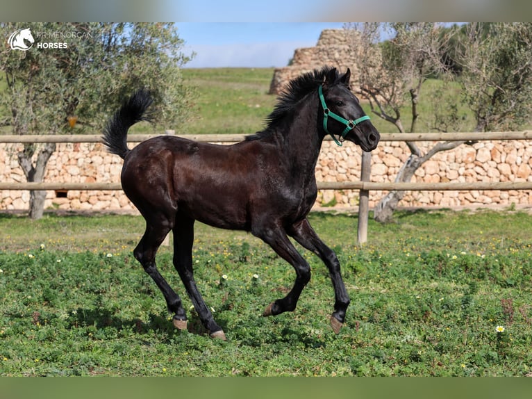 Menorquiner Hengst 2 Jahre 160 cm in Menorca