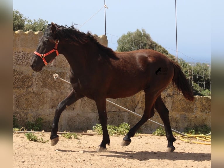 Menorquiner Hengst 2 Jahre 160 cm Rappe in Menorca