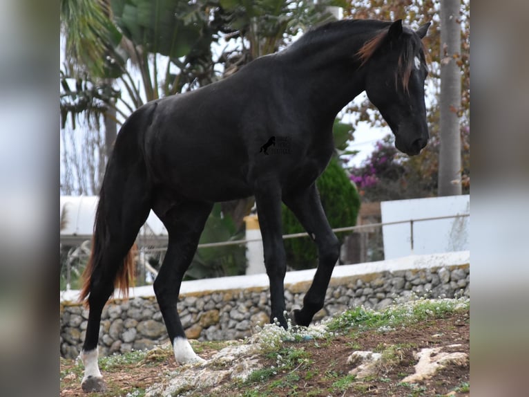 Menorquiner Hengst 2 Jahre 160 cm Rappe in Menorca