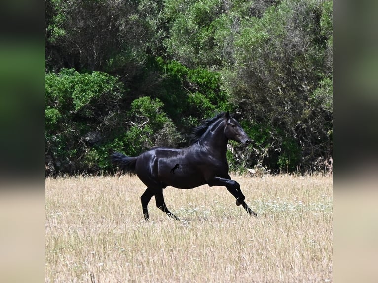 Menorquiner Hengst 2 Jahre 160 cm Rappe in Menorca