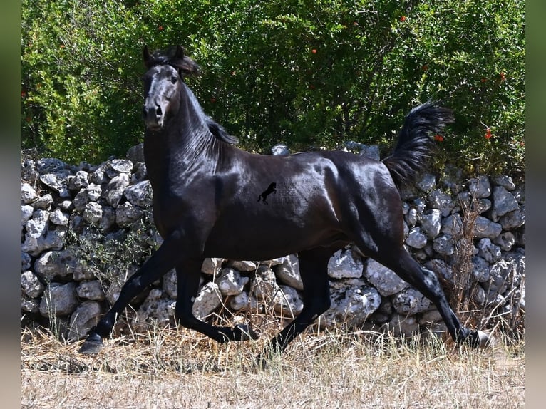 Menorquiner Hengst 2 Jahre 160 cm Rappe in Menorca