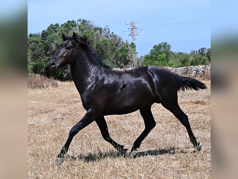 Menorquiner Hengst 2 Jahre 160 cm Rappe in Menorca
