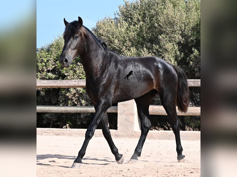 Menorquiner Hengst 2 Jahre 160 cm Rappe in Menorca