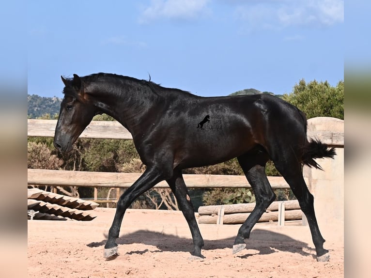 Menorquiner Hengst 2 Jahre 160 cm Rappe in Menorca