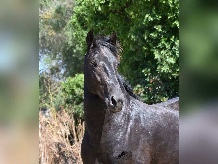 Menorquiner Hengst 2 Jahre 160 cm Rappe in Menorca