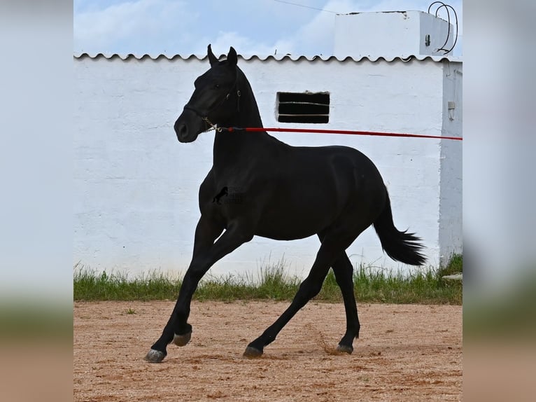 Menorquiner Hengst 2 Jahre 160 cm Rappe in Menorca