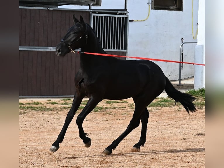 Menorquiner Hengst 2 Jahre 160 cm Rappe in Menorca