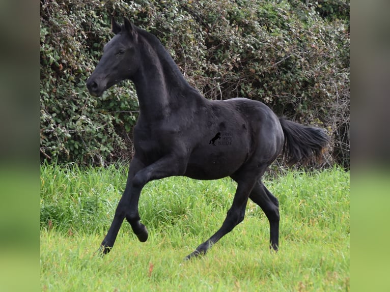 Menorquiner Hengst 2 Jahre 160 cm Rappe in Menorca