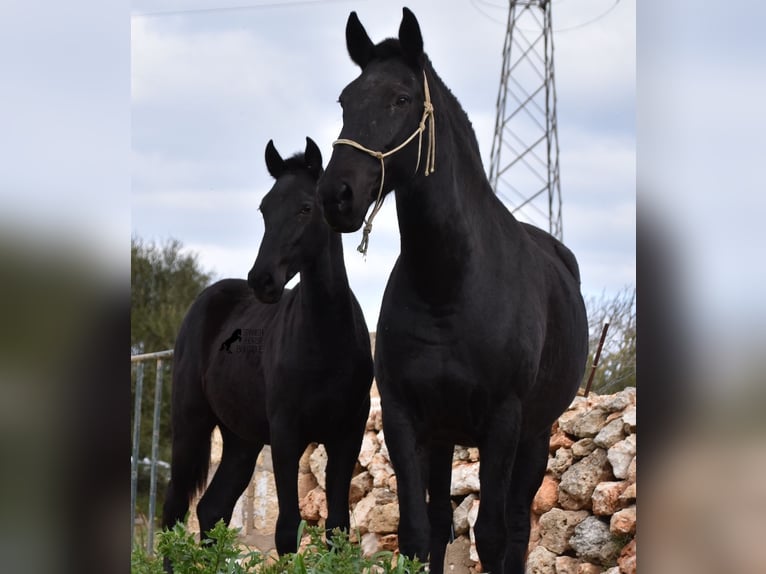 Menorquiner Hengst 2 Jahre 160 cm Rappe in Menorca