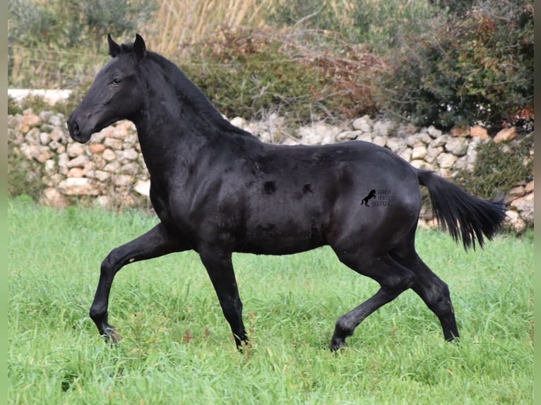 Menorquiner Hengst 2 Jahre 160 cm Rappe in Menorca