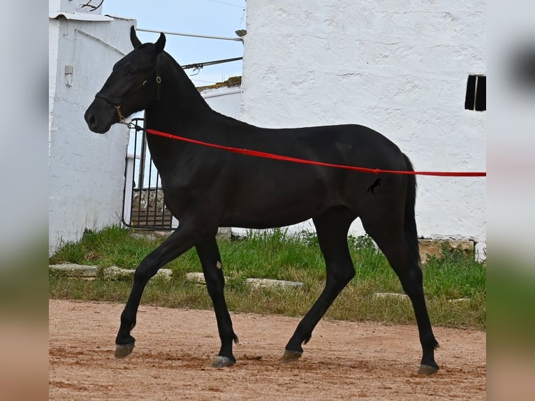 Menorquiner Hengst 2 Jahre 160 cm Rappe in Menorca