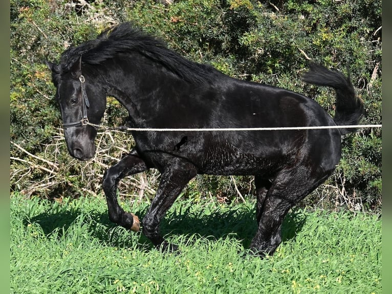 Menorquiner Hengst 2 Jahre 160 cm Rappe in Menorca