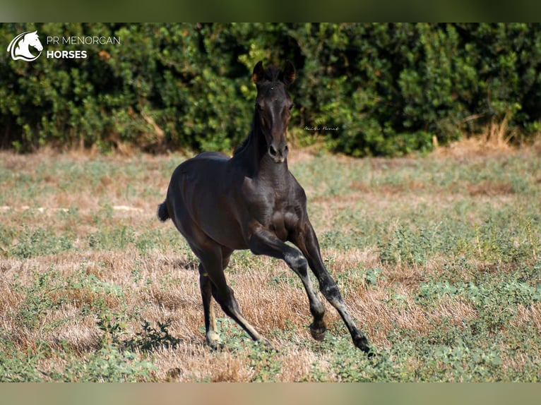 Menorquiner Hengst 2 Jahre 161 cm in Menorca