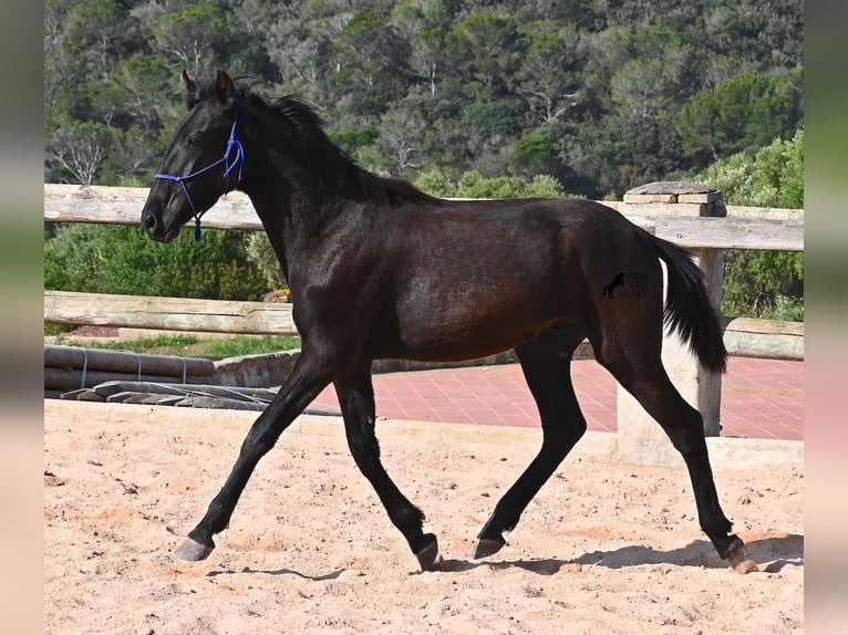 Menorquiner Hengst 2 Jahre 162 cm Rappe in Menorca