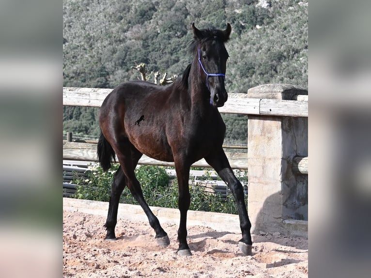 Menorquiner Hengst 2 Jahre 162 cm Rappe in Menorca