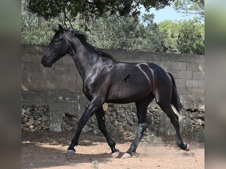 Menorquiner Hengst 2 Jahre 163 cm Rappe in Menorca