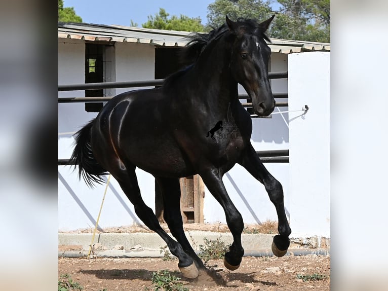 Menorquiner Hengst 2 Jahre 163 cm Rappe in Menorca
