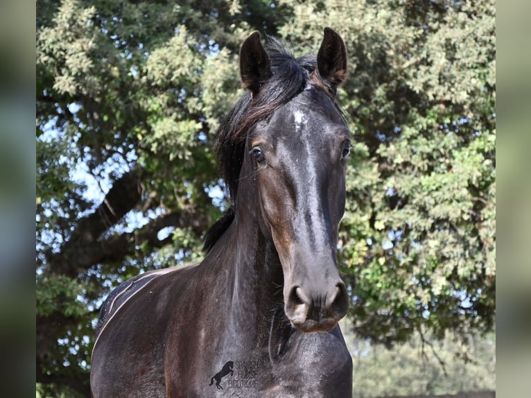 Menorquiner Hengst 2 Jahre 163 cm Rappe in Menorca