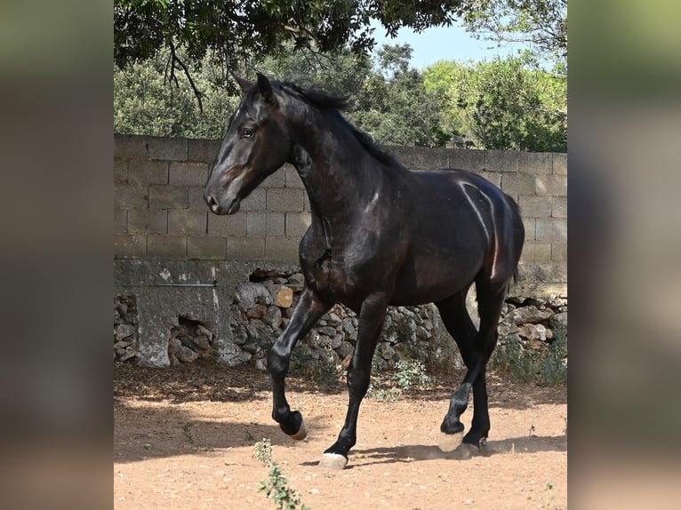 Menorquiner Hengst 2 Jahre 163 cm Rappe in Menorca