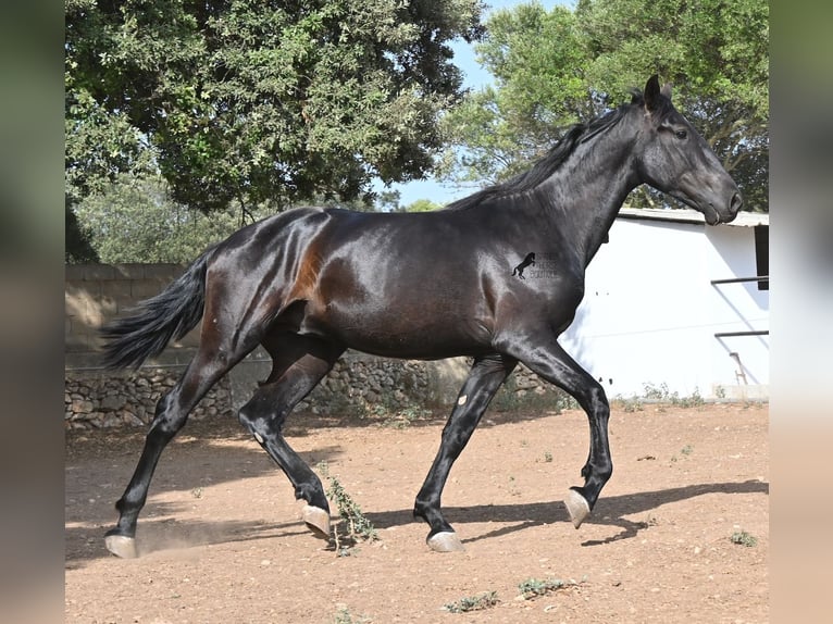 Menorquiner Hengst 2 Jahre 163 cm Rappe in Menorca