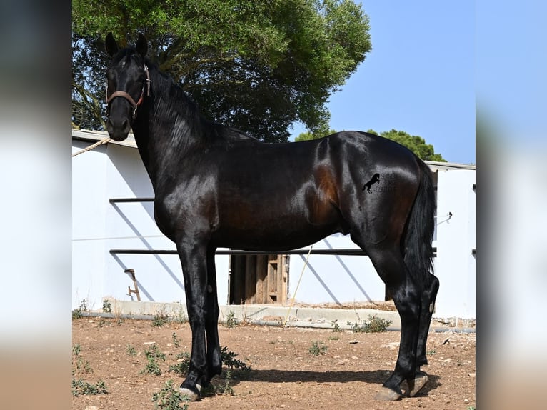 Menorquiner Hengst 2 Jahre 163 cm Rappe in Menorca
