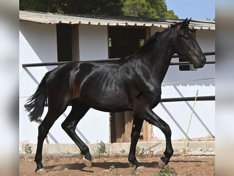 Menorquiner Hengst 2 Jahre 163 cm Rappe in Menorca