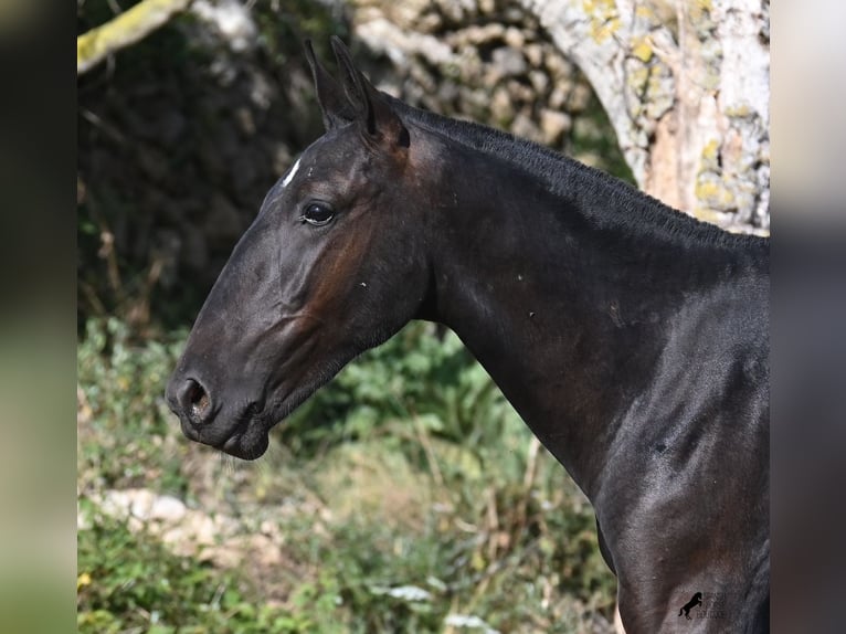 Menorquiner Hengst 2 Jahre 163 cm Rappe in Menorca