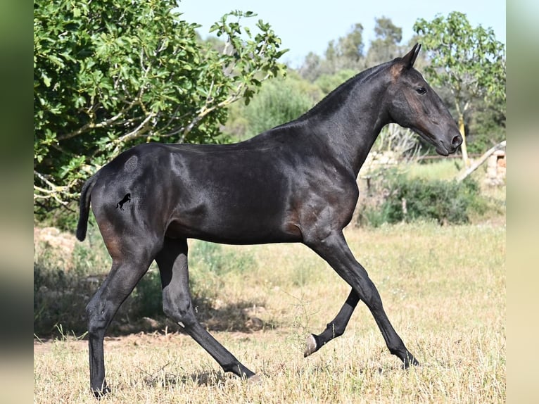 Menorquiner Hengst 2 Jahre 163 cm Rappe in Menorca
