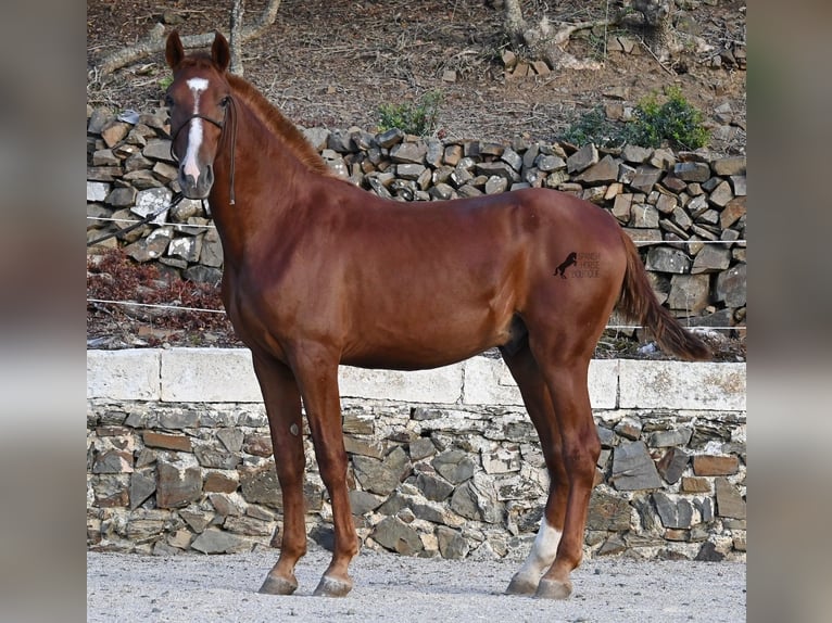 Menorquiner Hengst 2 Jahre 164 cm Fuchs in Menorca