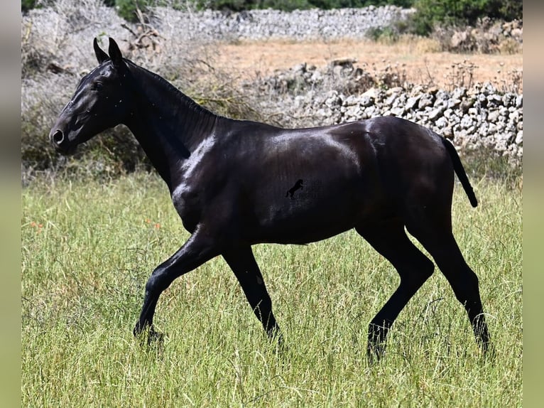 Menorquiner Hengst 2 Jahre 165 cm Rappe in Menorca