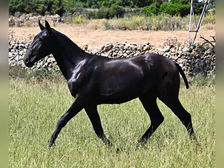 Menorquiner Hengst 2 Jahre 165 cm Rappe in Menorca