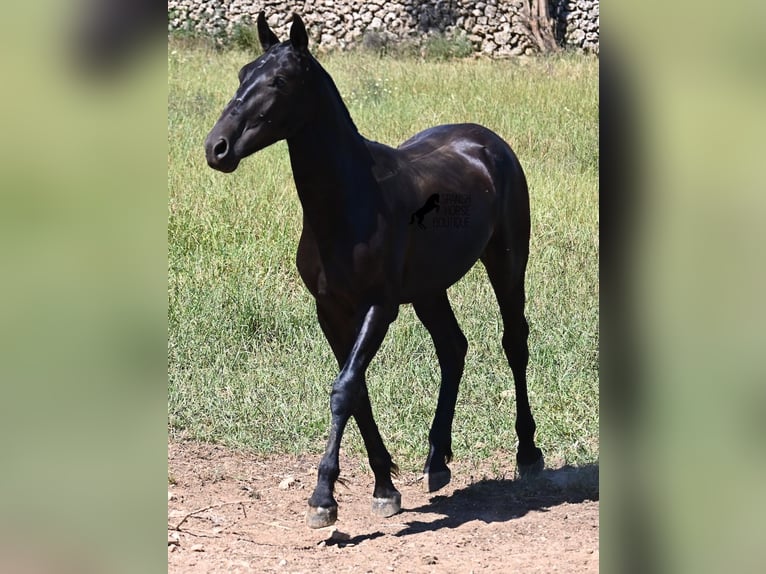 Menorquiner Hengst 2 Jahre 165 cm Rappe in Menorca