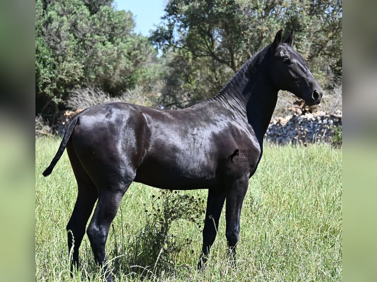 Menorquiner Hengst 2 Jahre 165 cm Rappe in Menorca