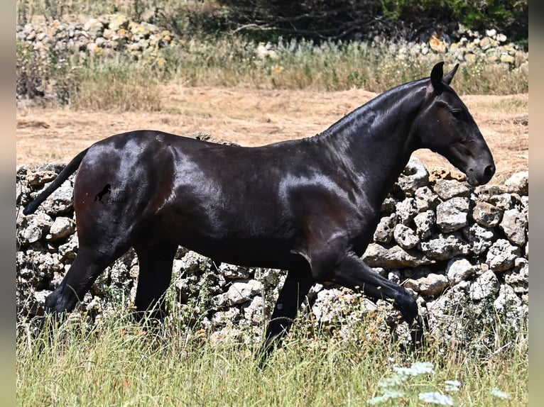 Menorquiner Hengst 2 Jahre 165 cm Rappe in Menorca