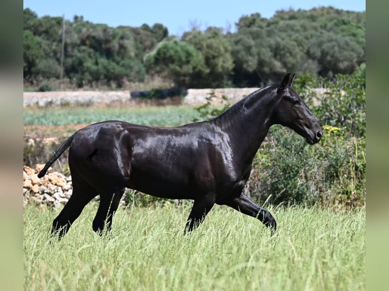 Menorquiner Hengst 2 Jahre 165 cm Rappe in Menorca