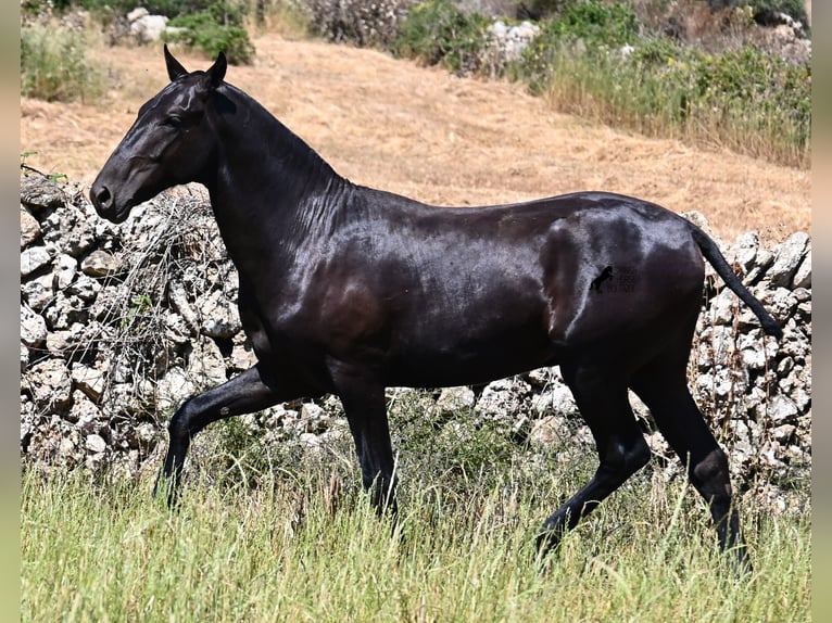 Menorquiner Hengst 2 Jahre 165 cm Rappe in Menorca