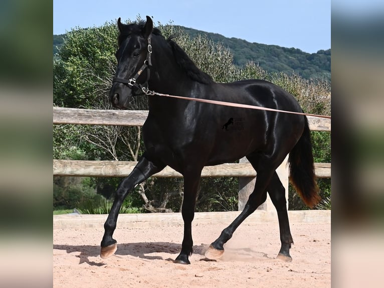 Menorquiner Hengst 2 Jahre 169 cm Rappe in Menorca