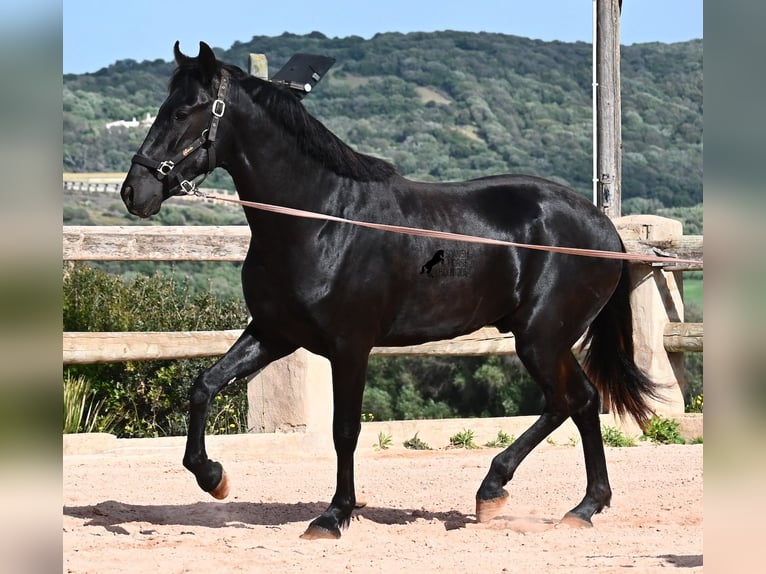 Menorquiner Hengst 2 Jahre 169 cm Rappe in Menorca