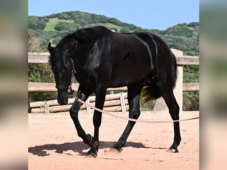 Menorquiner Hengst 2 Jahre 169 cm Rappe in Menorca