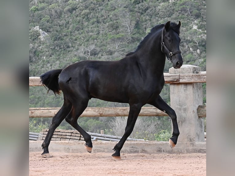Menorquiner Hengst 2 Jahre 169 cm Rappe in Menorca