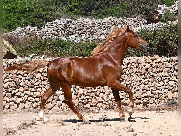 Menorquiner Mix Hengst 2 Jahre 170 cm Fuchs in Menorca