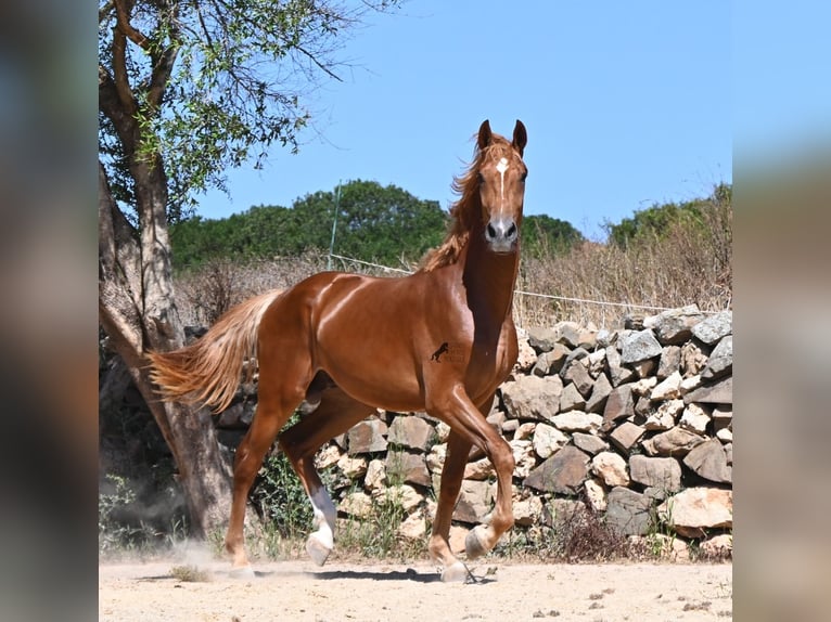 Menorquiner Mix Hengst 2 Jahre 170 cm Fuchs in Menorca