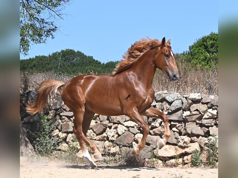 Menorquiner Mix Hengst 2 Jahre 170 cm Fuchs in Menorca