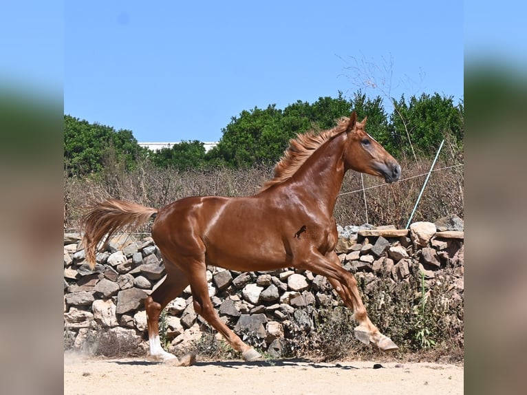 Menorquiner Mix Hengst 2 Jahre 170 cm Fuchs in Menorca