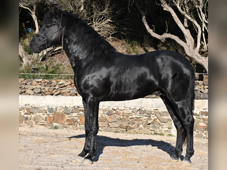 Menorquiner Hengst 3 Jahre 152 cm Rappe in Menorca