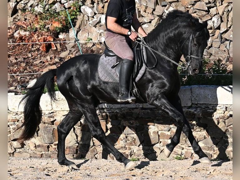 Menorquiner Hengst 3 Jahre 152 cm Rappe in Menorca