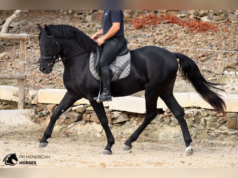 Menorquiner Hengst 3 Jahre 158 cm Rappe in Ciutadella De Menorca